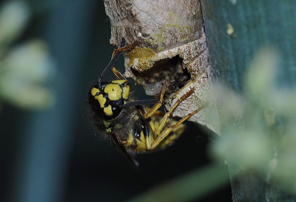 Vespa parassita da ID. No, Crisalide di macaone predata da Vespula germanica